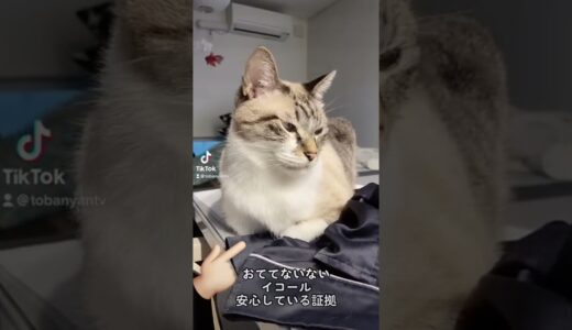 【ひろゆき】おててないないについて語るひろゆき　#猫のいる暮らし #ネコ動画 #バーチャル猫カフェ #ひろゆきメーカー