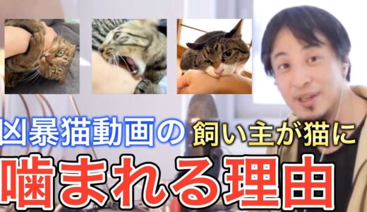 【ひろゆき】“てん動画”の猫が飼い主を噛む本当の理由を話す…