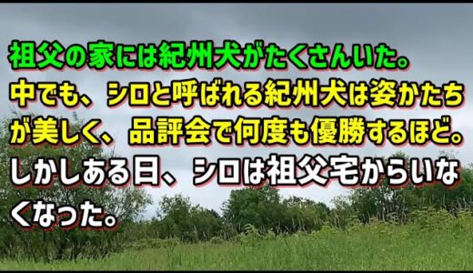 【スカッとひろゆき】【悲話】祖父の家には紀州犬がたくさんいた。中でも、シロと呼ばれる紀州犬は姿かたちが美しく、品評会で何度も優勝するほど。しかしある日、シロは祖父宅からいなくなった。