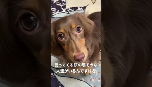 「ひろゆき」とコラボするエルモさん！ただ、ちょっと毒舌が過ぎる…笑#shorts #ひろゆき切り抜き #ひろゆき