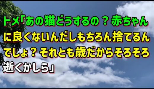 【スカッとひろゆき】トメ｢あの猫どうするの？赤ちゃんに良くないんだしもちろん捨てるんでしょ？それとも歳だからそろそろ逝くかしら｣