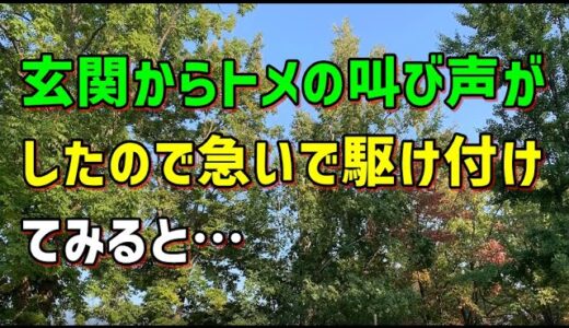 【スカッとひろゆき】玄関からトメの叫び声がしたので急いで駆け付けてみると…