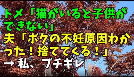 【スカッとひろゆき】トメ「猫がいると子供ができない」 夫「ボクの不妊原因わかった！捨ててくる！」 → 私、ブチギレ