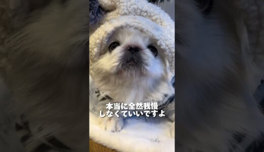 あ、おじさん久しぶり🐻‍❄️今日は何か用🐻‍❄️？⁡#ひろゆきメーカー#とうふくん #ペキニーズ #dog #犬 #pekingese #페키니즈